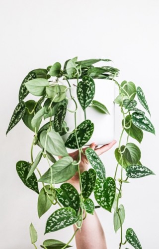 Groenstyling